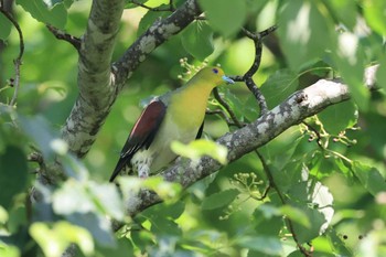 White-bellied Green Pigeon 北海道 函館市 東山 Thu, 7/27/2023