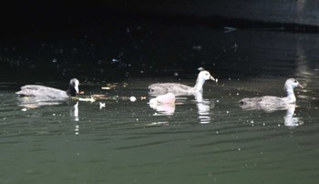 Eurasian Coot Inokashira Park Wed, 7/26/2023