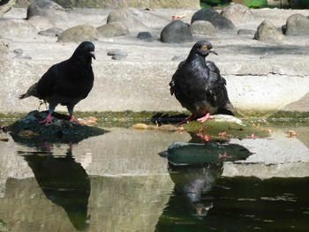 カワラバト 日比谷公園 2023年7月27日(木)