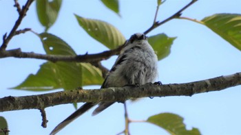 Long-tailed Tit 金吹沢庭園(青森県八戸市) Sat, 7/22/2023