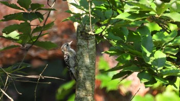 Japanese Pygmy Woodpecker 金吹沢庭園(青森県八戸市) Sat, 7/22/2023