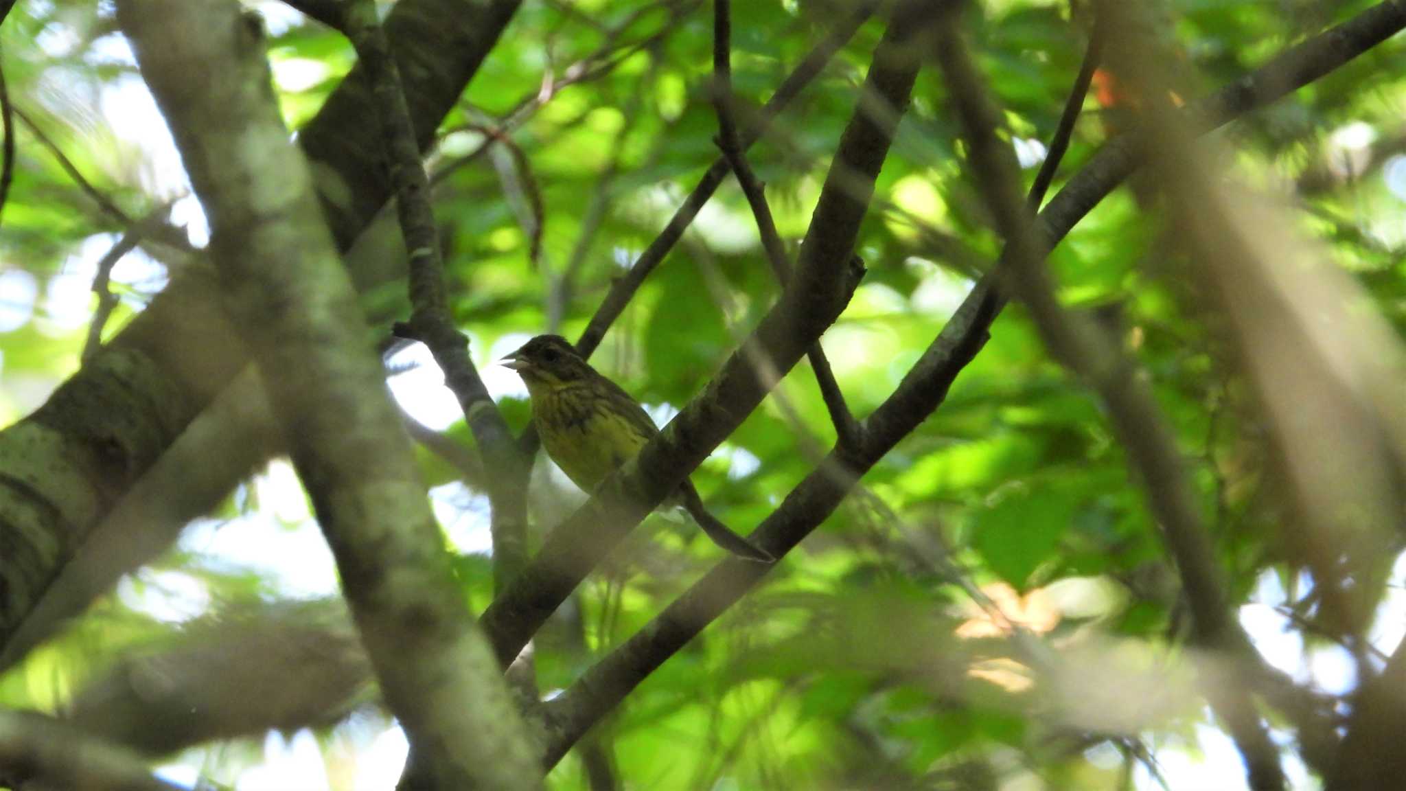 Masked Bunting