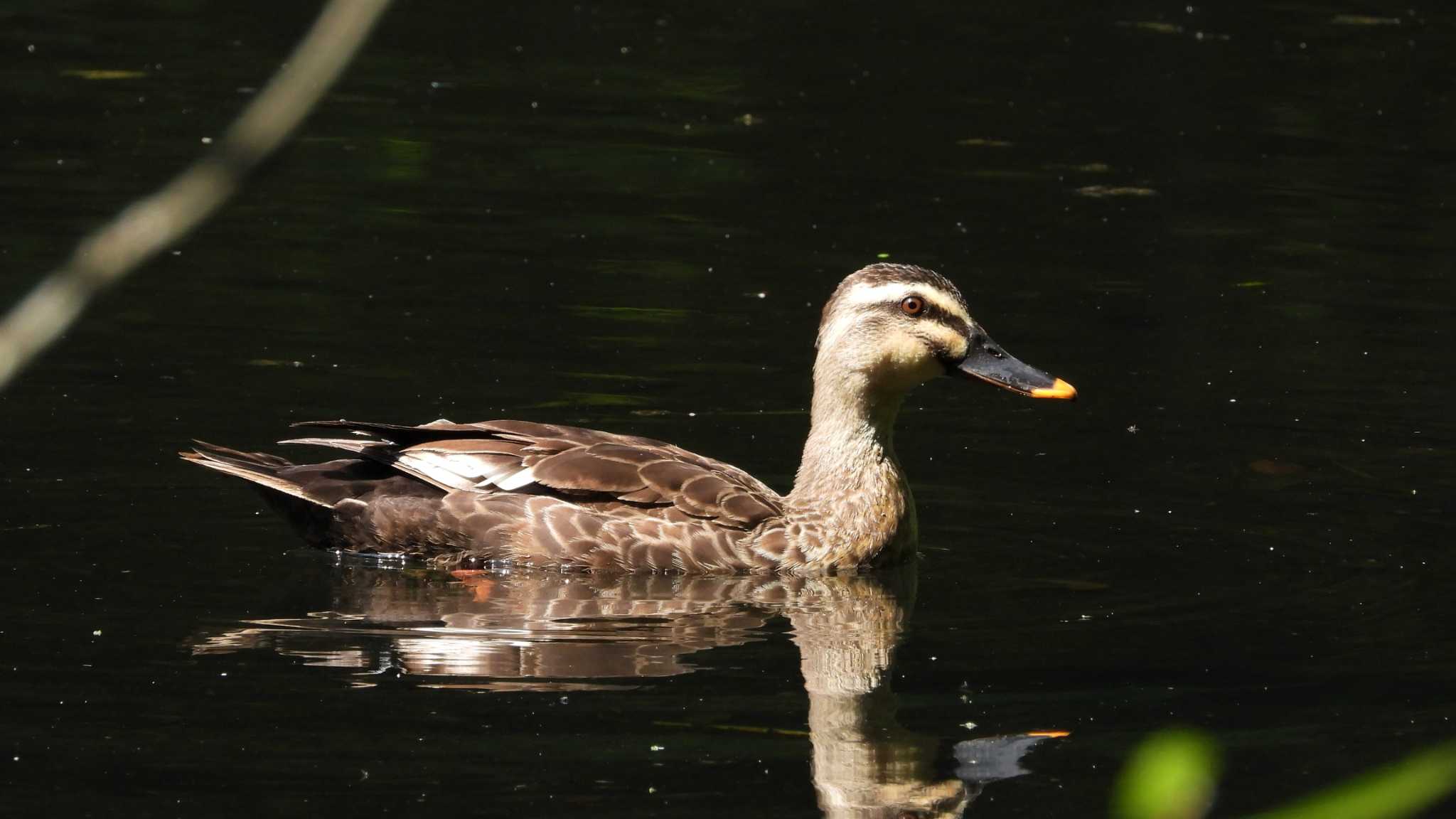 Eastern Spot-billed Duck