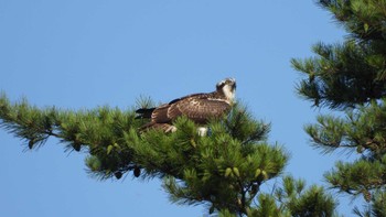 2023年7月22日(土) 金吹沢庭園(青森県八戸市)の野鳥観察記録