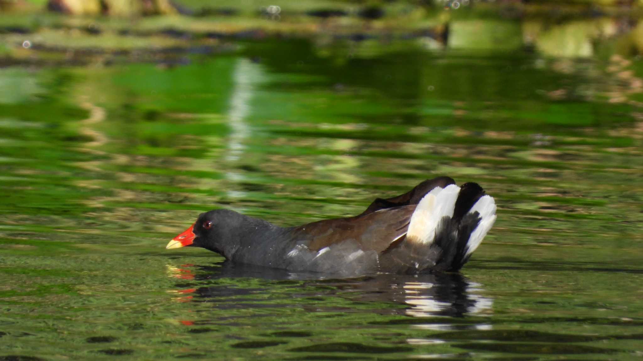 Common Moorhen