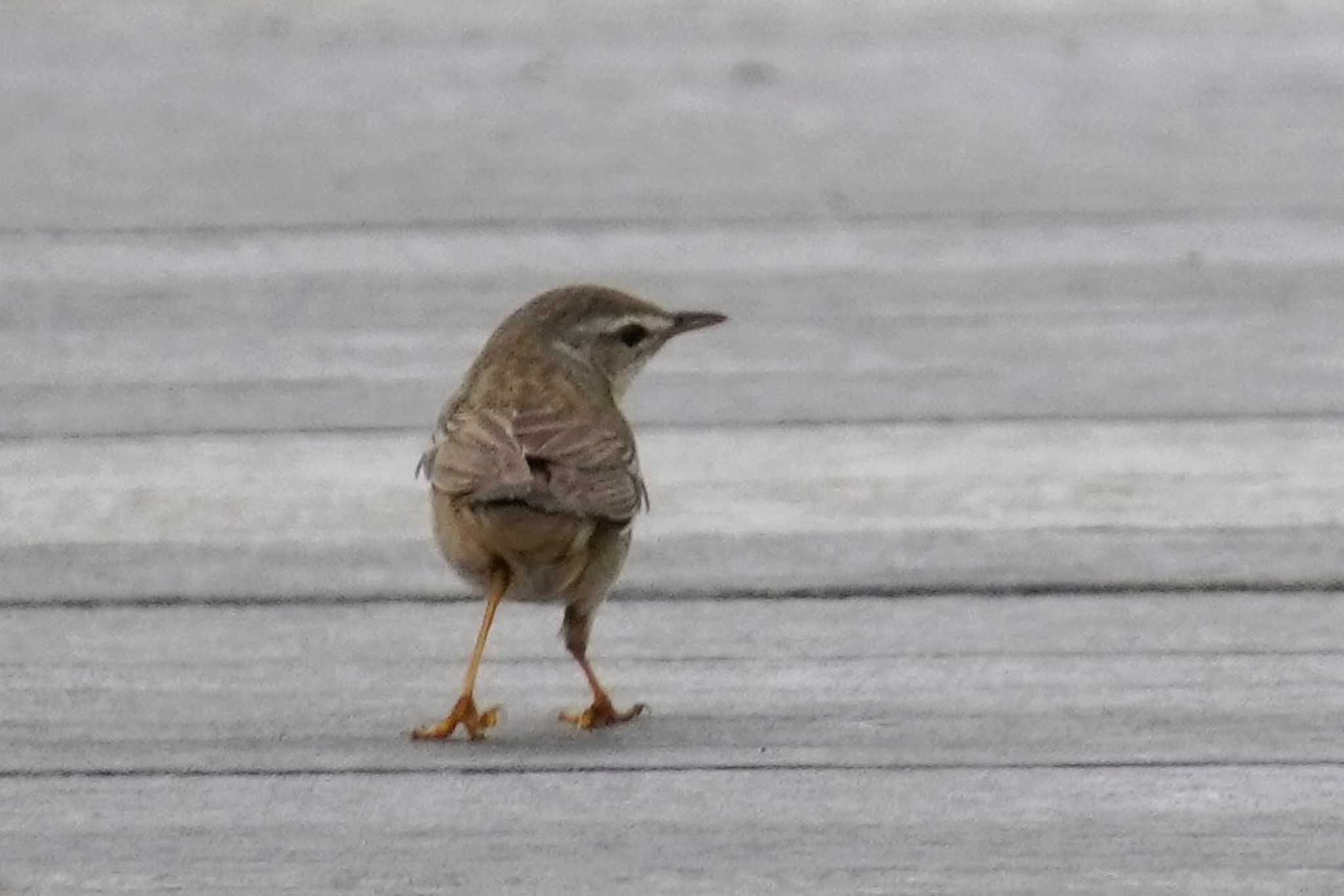 Middendorff's Grasshopper Warbler