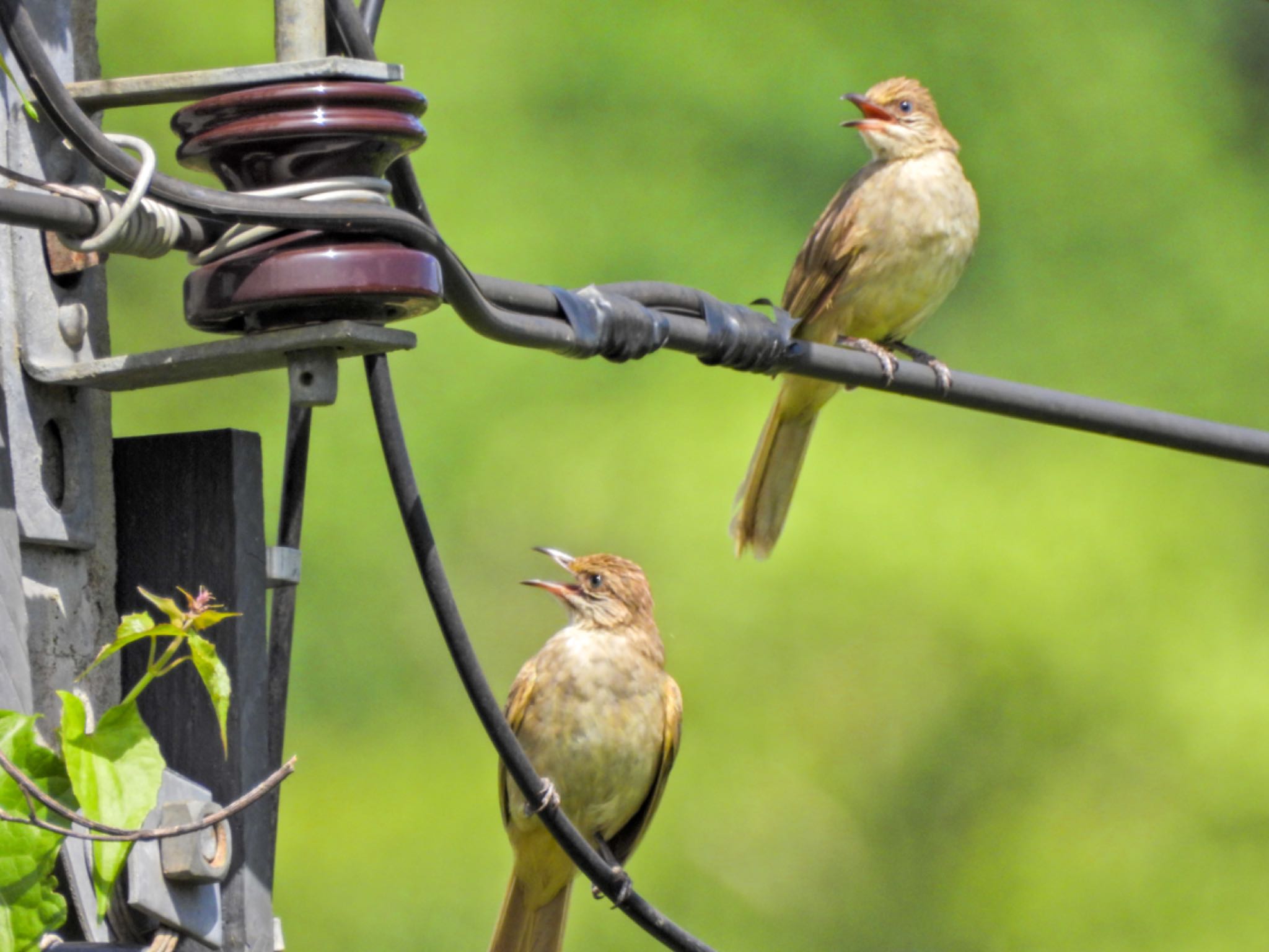 Ayeyarwady Bulbul