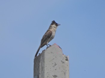 Sooty-headed Bulbul Kaeng Krachan National Park Sat, 7/1/2023