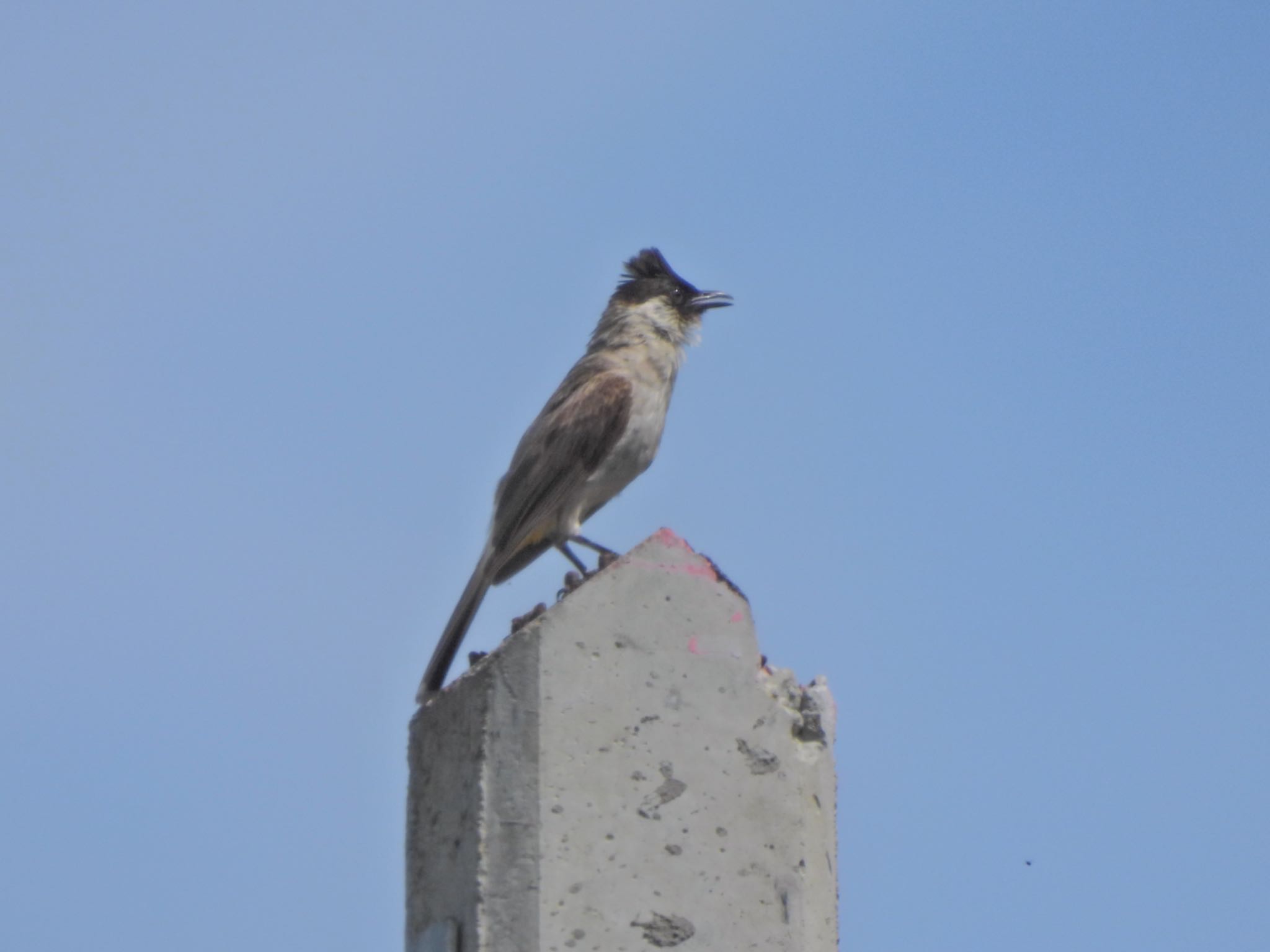 Sooty-headed Bulbul