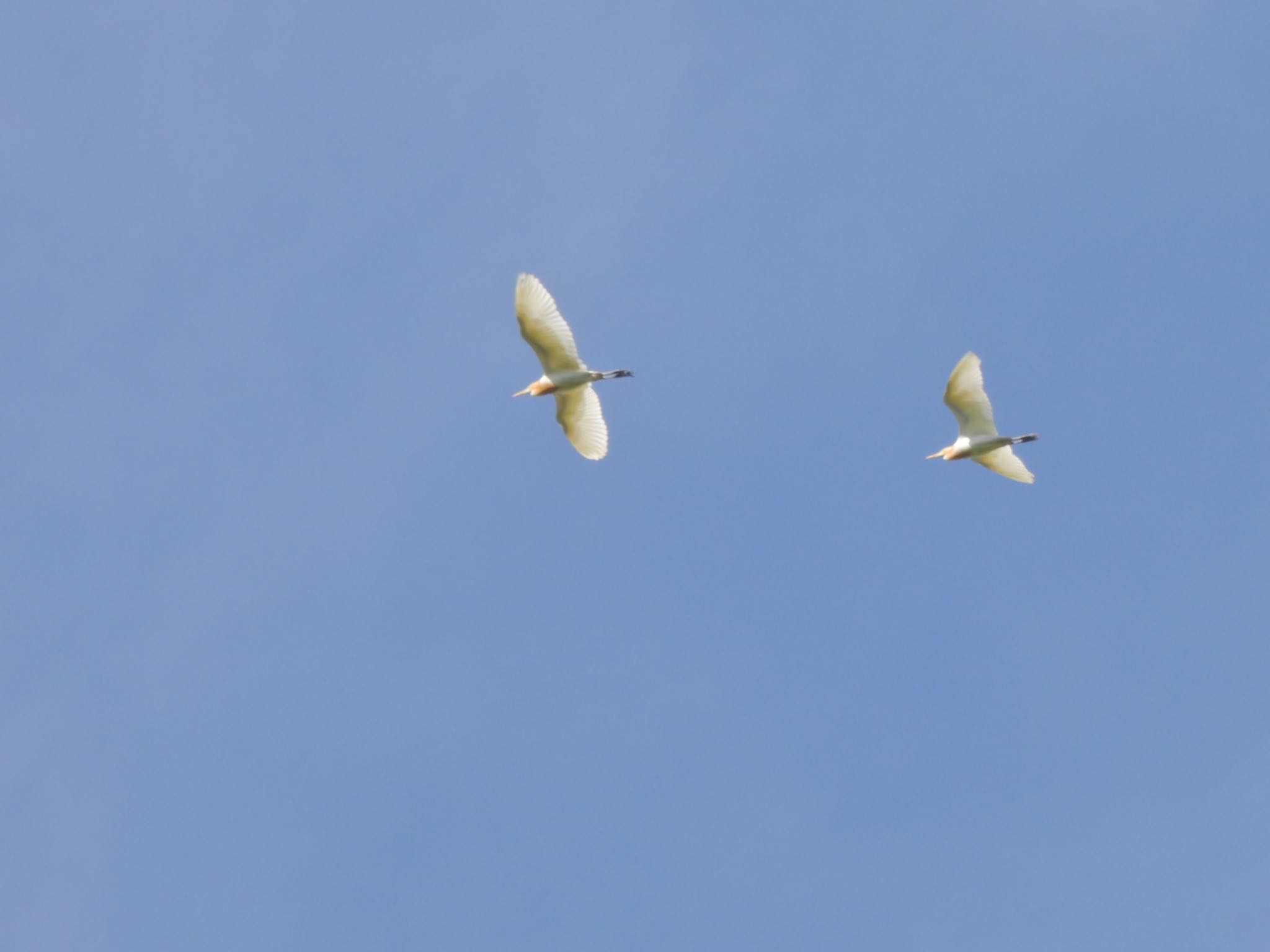 Eastern Cattle Egret