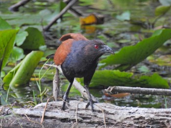 Greater Coucal Kaeng Krachan National Park Sat, 7/1/2023