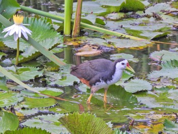 White-breasted Waterhen Kaeng Krachan National Park Sat, 7/1/2023