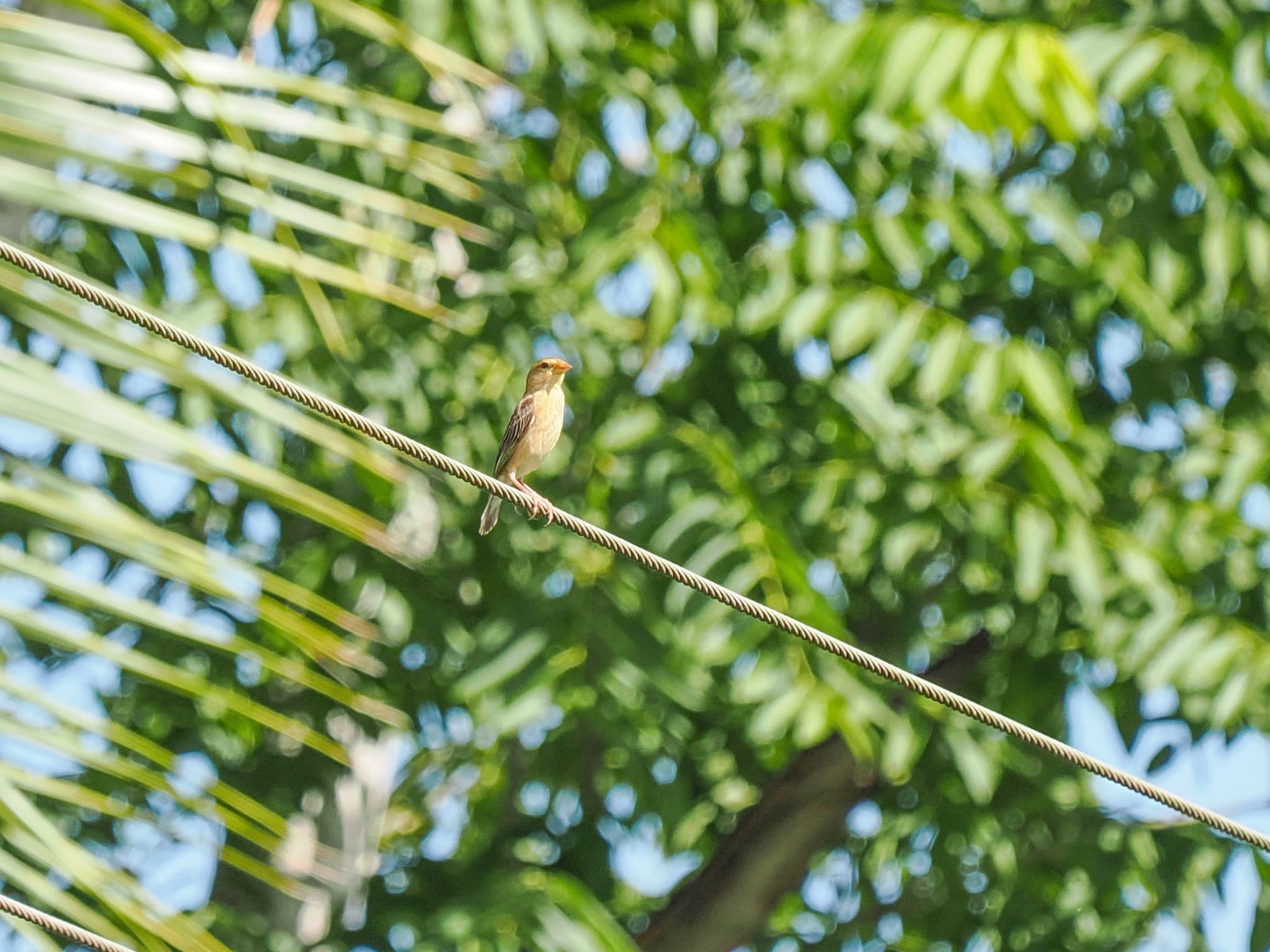 Plain-backed Sparrow