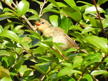 Japanese Bush Warbler 日本ラインうぬまの森 Thu, 7/27/2023