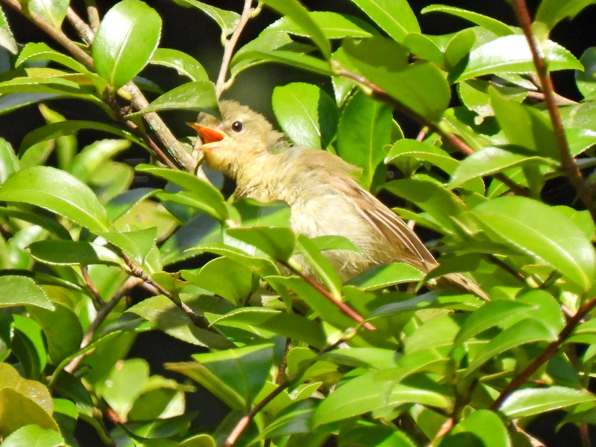 Photo of Japanese Bush Warbler at 日本ラインうぬまの森 by 寅次郎