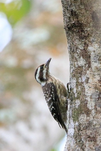 Sunda Pygmy Woodpecker Sungei Buloh Wetland Reserve Sun, 7/15/2018