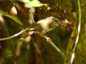 Japanese Bush Warbler 日本ラインうぬまの森 Thu, 7/27/2023