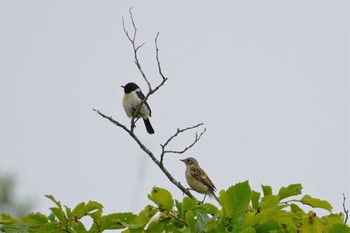 2023年7月19日(水) 明治公園(根室)の野鳥観察記録