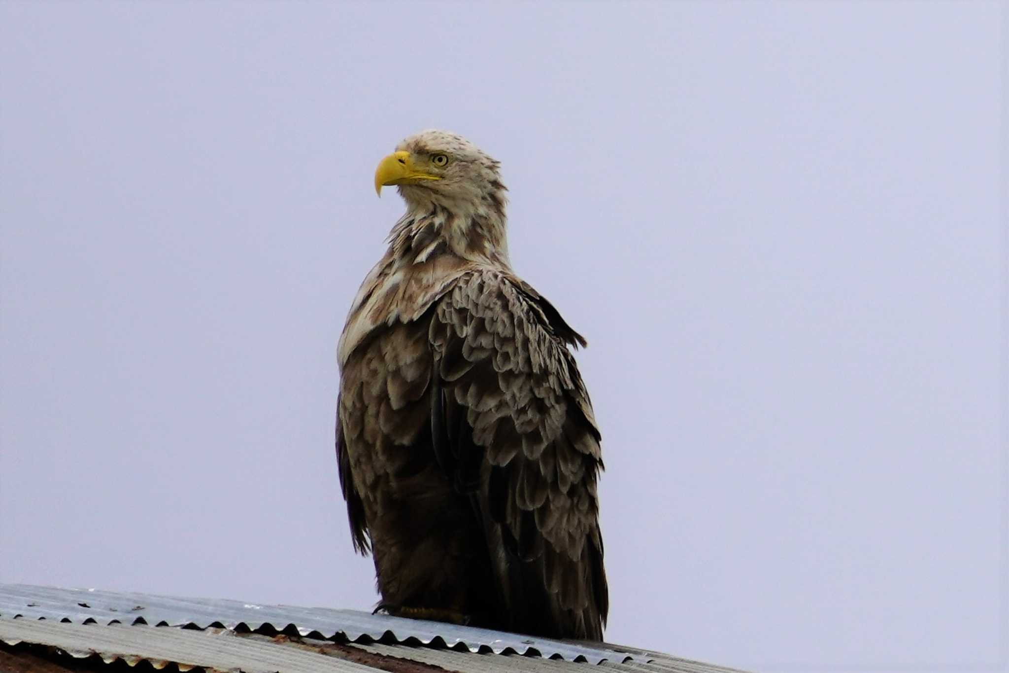 White-tailed Eagle