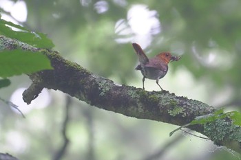 コマドリ 大蔵高丸 2023年7月22日(土)