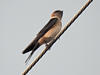 Red-rumped Swallow 各務原市内 Thu, 7/27/2023