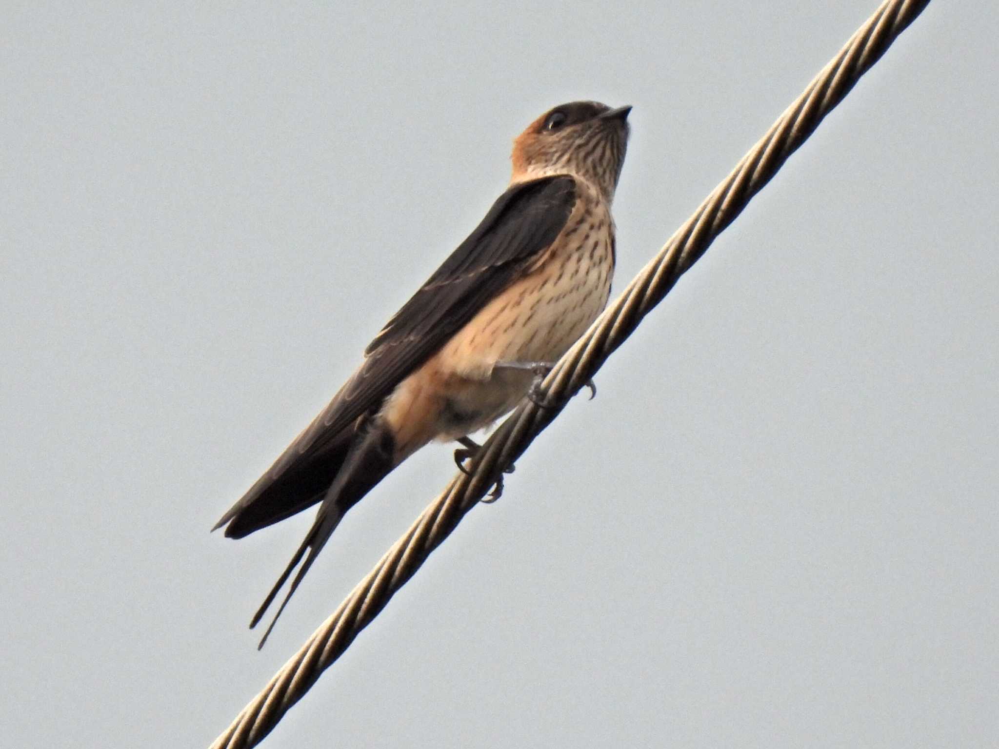 Photo of Red-rumped Swallow at 各務原市内 by 寅次郎