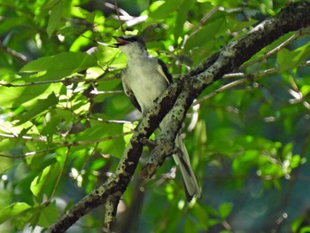 Ashy Minivet 日本ラインうぬまの森 Thu, 7/27/2023