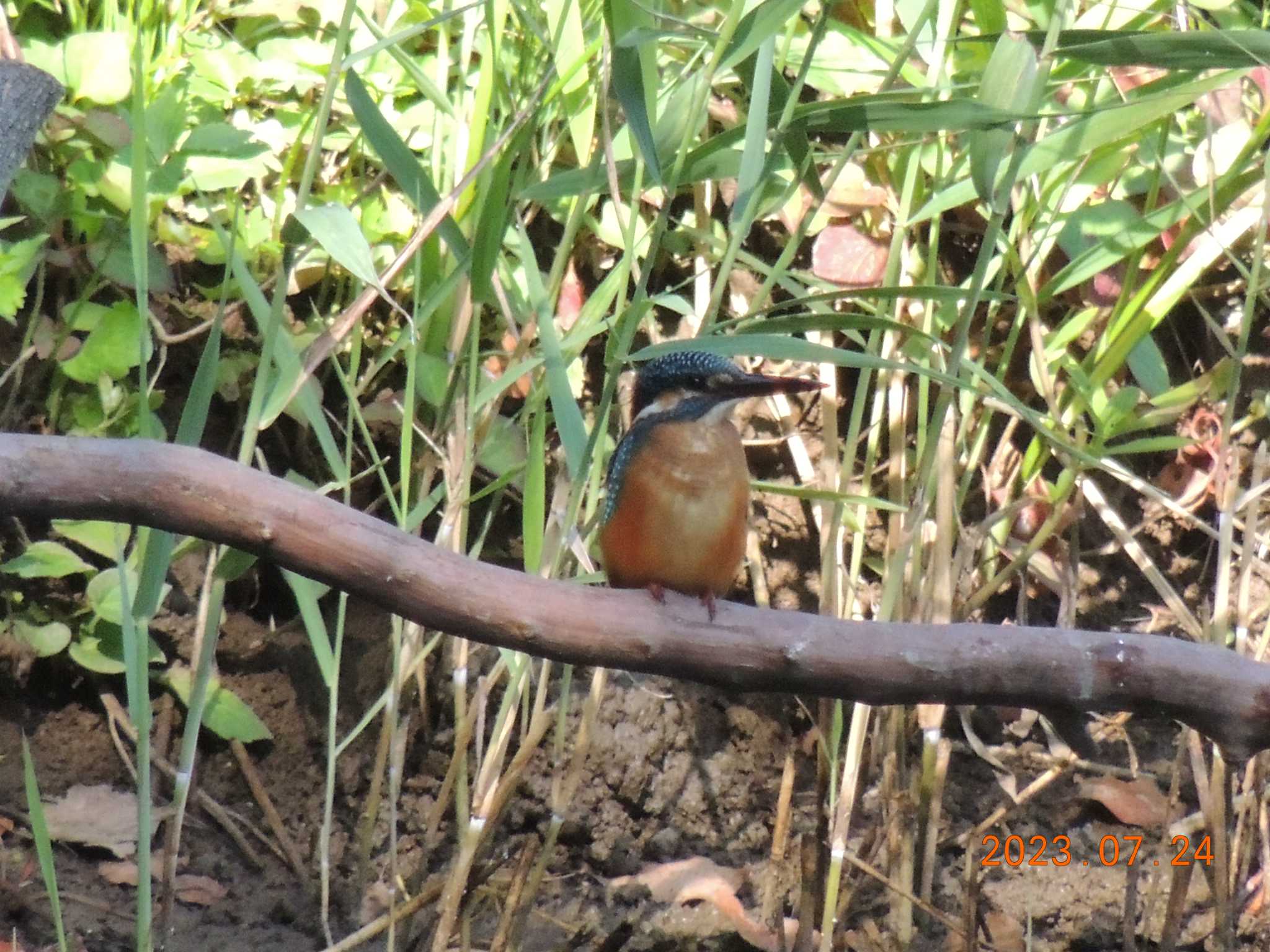 葛西臨海公園 カワセミの写真