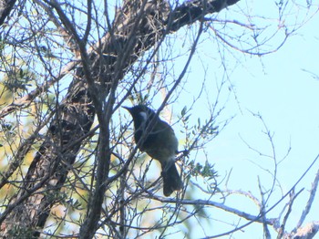 ミミジロミツスイ West Head, Ku-ring-gai Chase National Park, NSW, Australia 2023年7月26日(水)