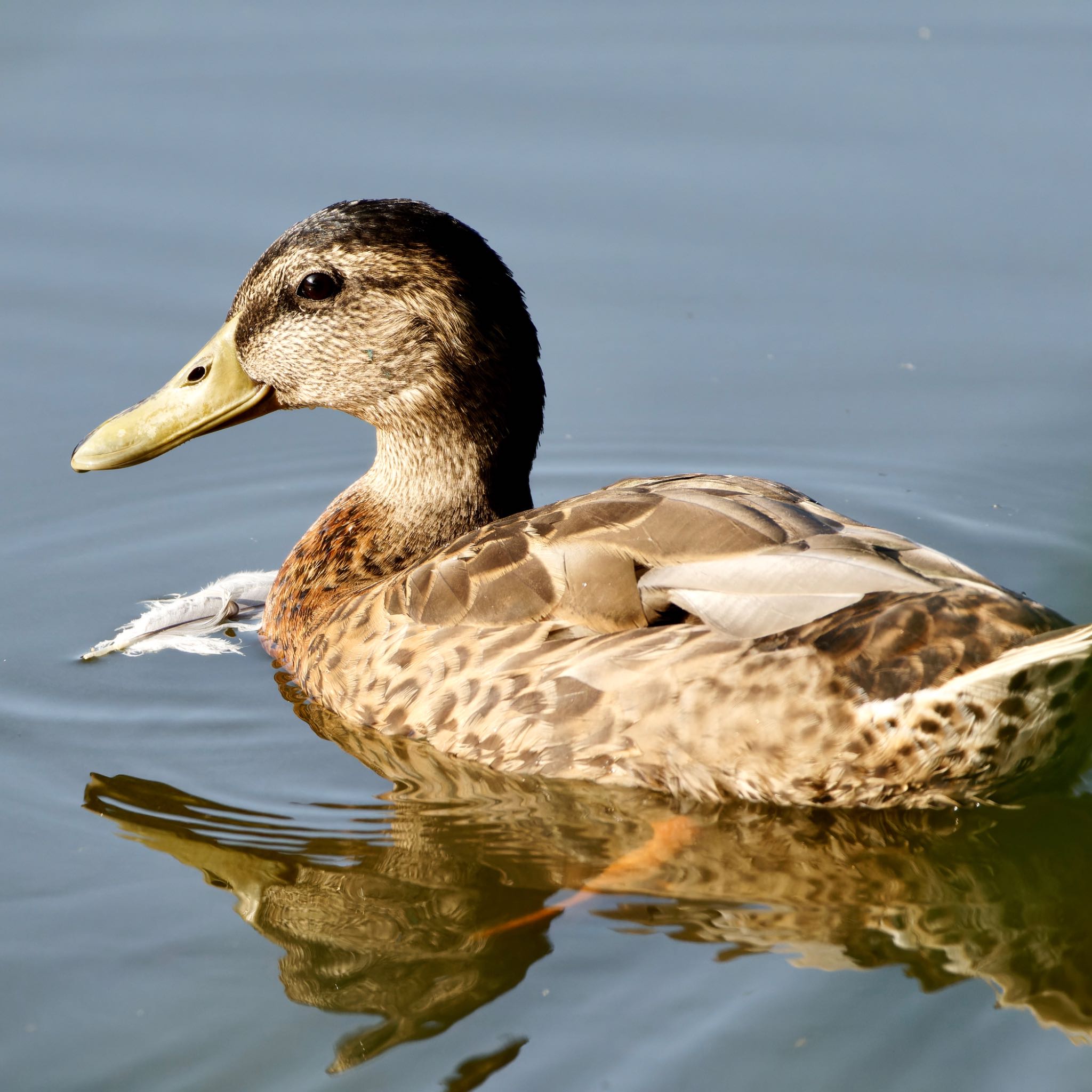 西岡公園(西岡水源地) マガモの写真