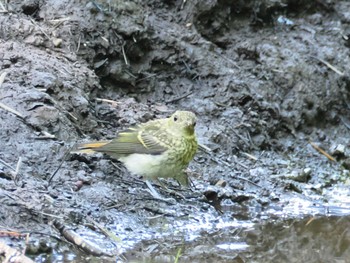 Narcissus Flycatcher JGSDF Kita-Fuji Exercise Area Thu, 7/27/2023