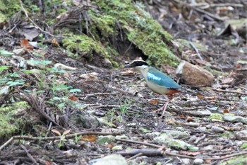 ヤイロチョウ 兵庫県 2023年7月28日(金)