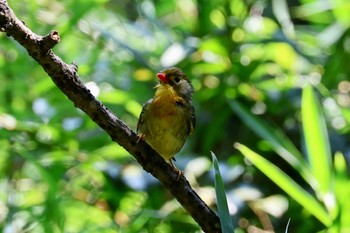 ソウシチョウ 東京都立桜ヶ丘公園(聖蹟桜ヶ丘) 2023年7月28日(金)