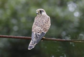 Common Kestrel 和歌山市 Sat, 7/8/2023