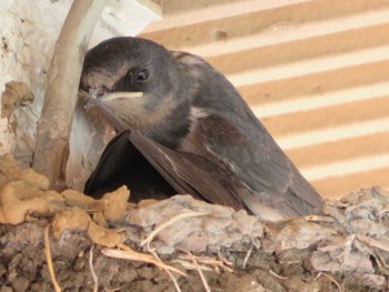 Barn Swallow Unknown Spots Fri, 7/28/2023