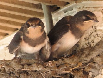 Barn Swallow Unknown Spots Fri, 7/28/2023