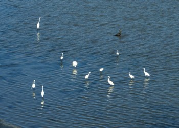 コサギ 東京港野鳥公園 2023年7月23日(日)