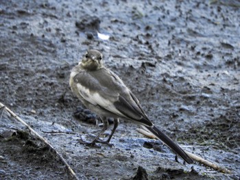 セグロセキレイ 東京港野鳥公園 2023年7月23日(日)