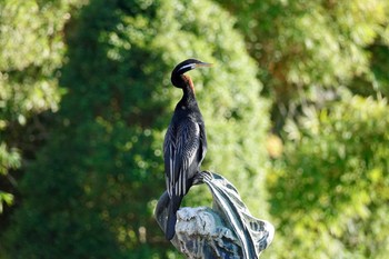 Australasian Darter