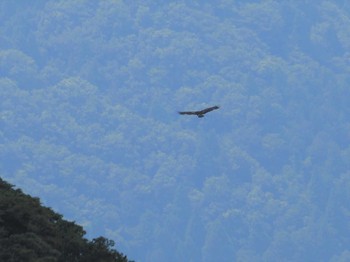 イヌワシ 伊吹山 2023年7月27日(木)