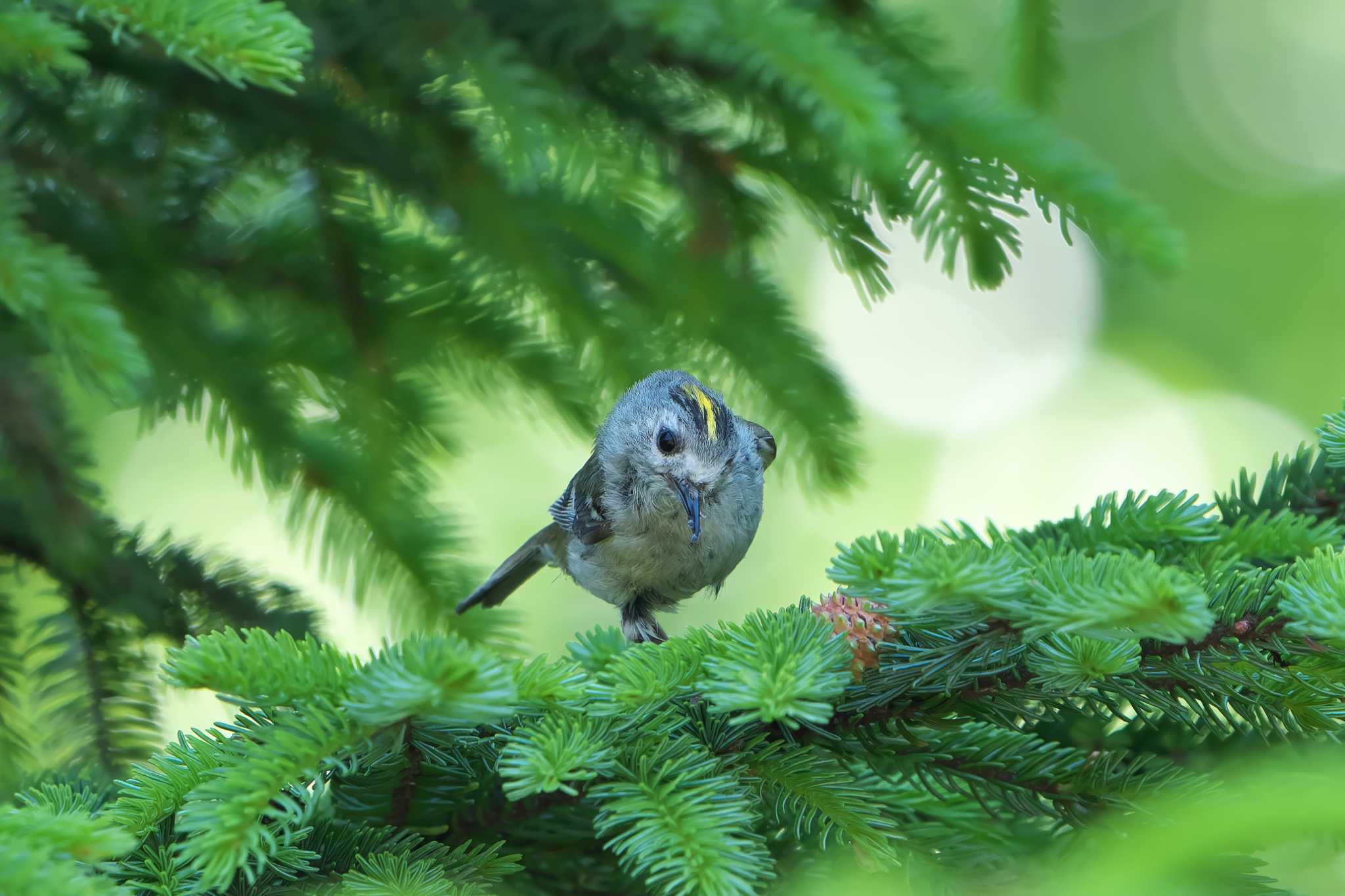 Photo of Goldcrest at 中標津町 by 禽好き