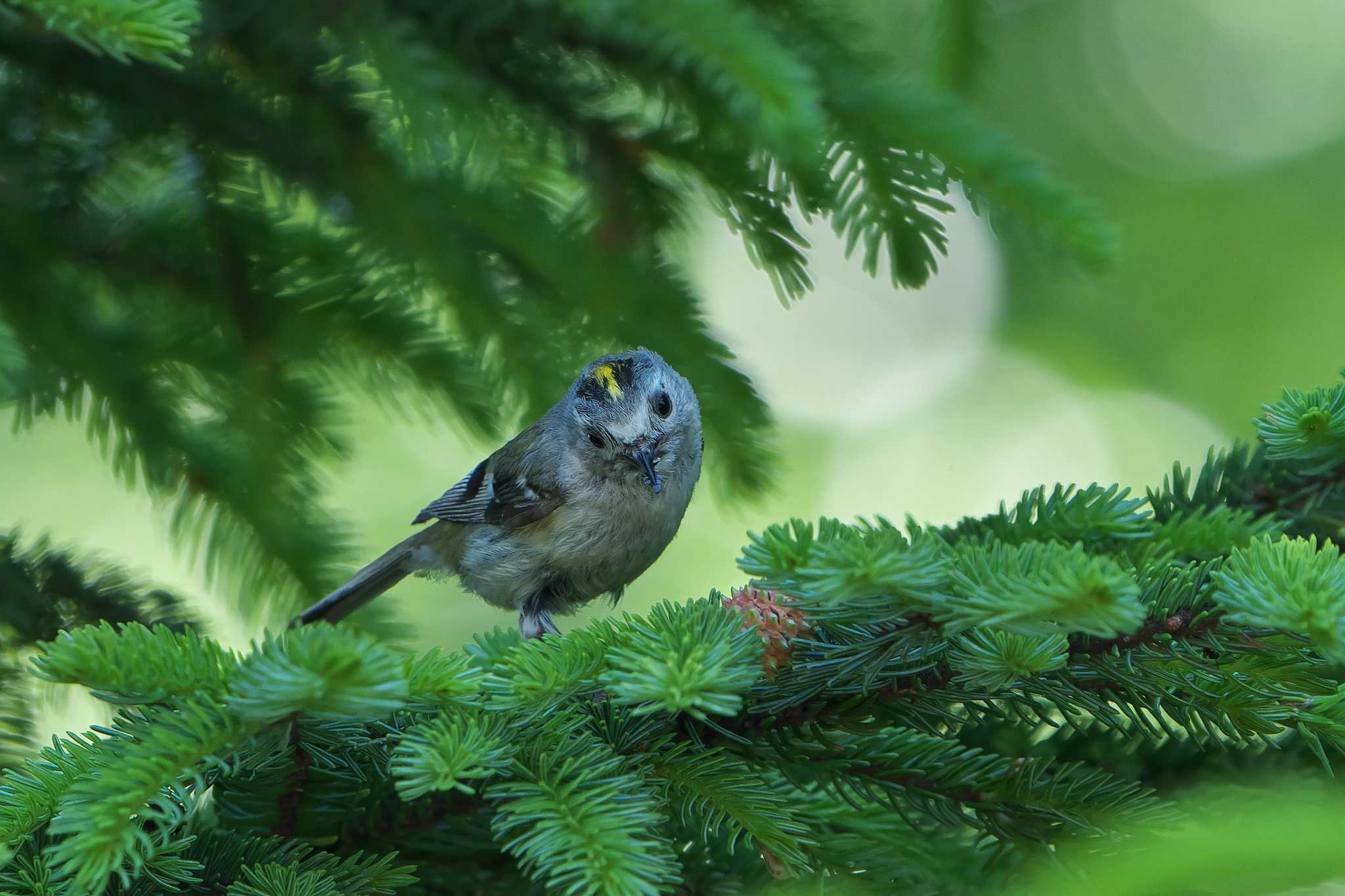 Goldcrest