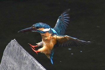 カワセミ 帷子川 2023年7月8日(土)