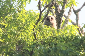 Ural Owl 大阪府豊能郡 Sat, 5/28/2022