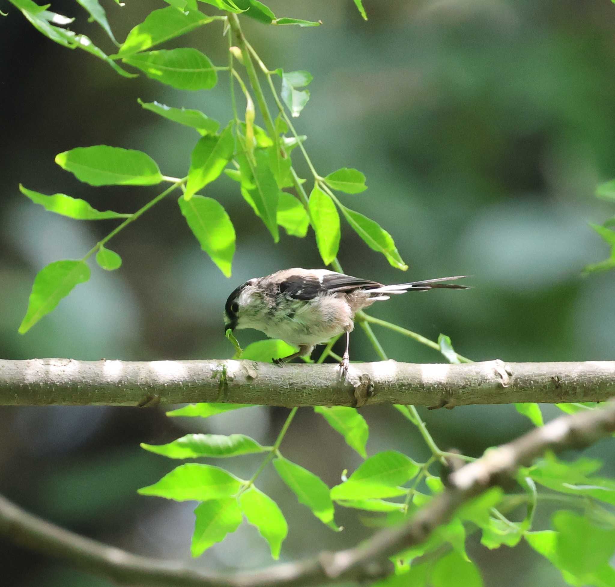 福岡県 エナガの写真 by 気ままに山歩