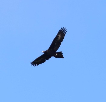 Wedge-tailed Eagle Unknown Spots Sat, 7/22/2023