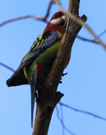 ナナクサインコ 場所が不明 2023年7月22日(土)