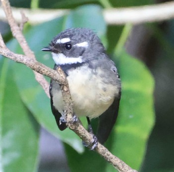 Grey Fantail Unknown Spots Sat, 7/22/2023