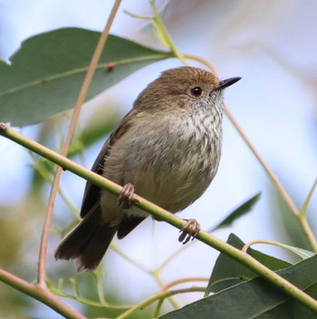 Brown Thornbill Unknown Spots Sat, 7/22/2023