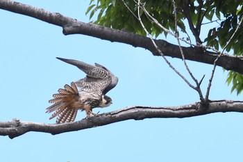 Eurasian Hobby Unknown Spots Fri, 8/17/2018